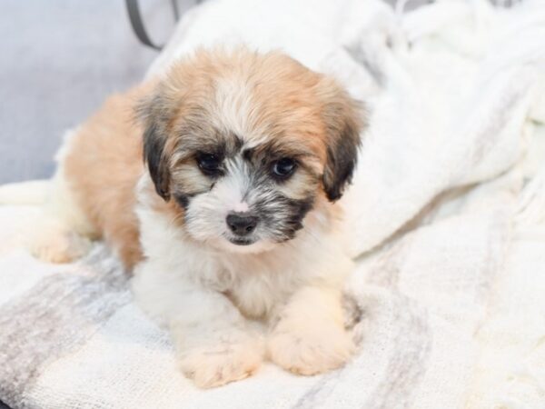 Teddy Bear Dog Male Brown / White 36998 Petland Novi, Michigan