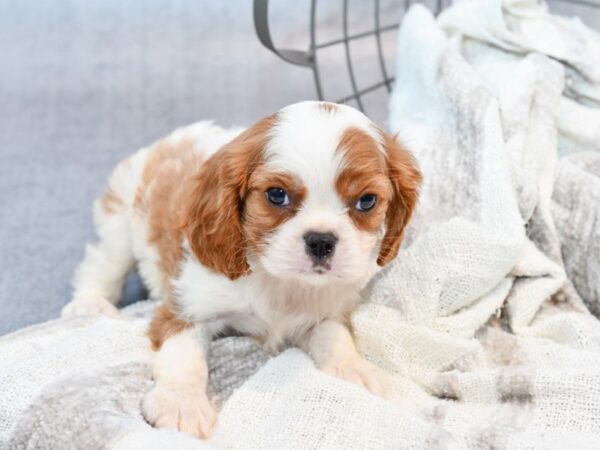 Cavalier King Charles Spaniel Dog Male Blenheim 37001 Petland Novi, Michigan