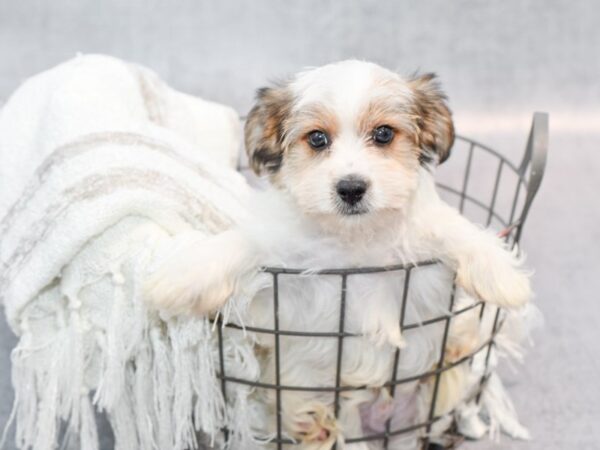 [#37003] Chocolate w/White Marks Male Havashire Puppies for Sale