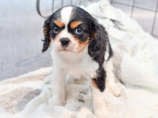 Cavachon Dog Female Tri-Colored 37004 Petland Novi, Michigan