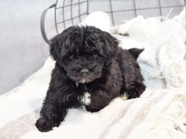 Yochon-Dog-Female-Black w/White Marks-37006-Petland Novi, Michigan