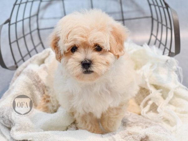 Maltipoo-Dog-Female-Apricot-37011-Petland Novi, Michigan