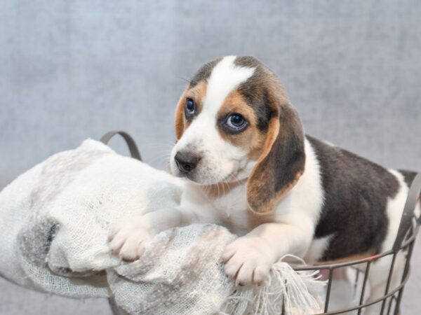 Beagle Dog Male Blue & Whtie 37012 Petland Novi, Michigan