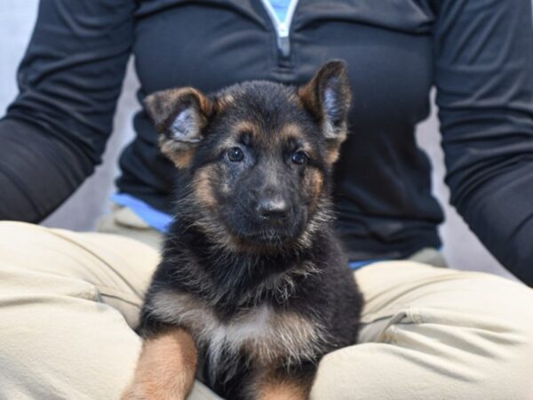 [#37014] Black & Tan Female German Shepherd Puppies for Sale