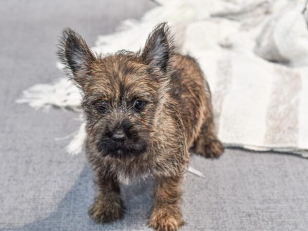 Cairn Terrier Dog Female Wheaten Brindle 37018 Petland Novi, Michigan