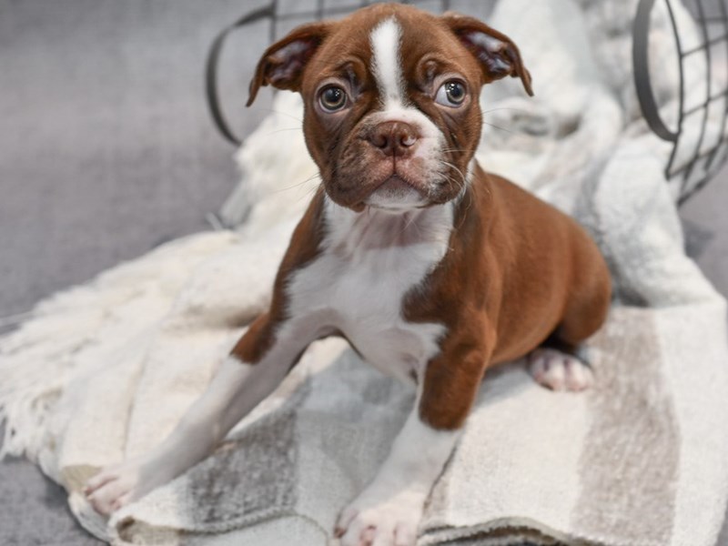 Boston Terrier - 37019 Image #1