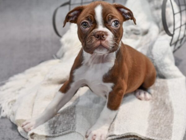 [#37019] Seal & Whte Male Boston Terrier Puppies for Sale