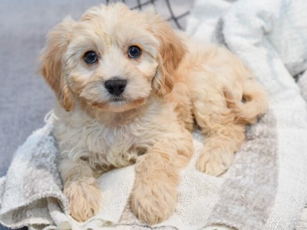 Cavachon Dog Male Blenheim 37021 Petland Novi, Michigan