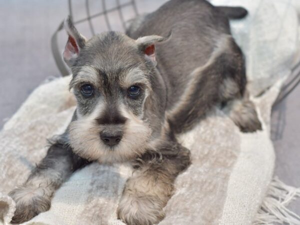 Miniature Schnauzer Dog Male Salt / Pepper 37022 Petland Novi, Michigan