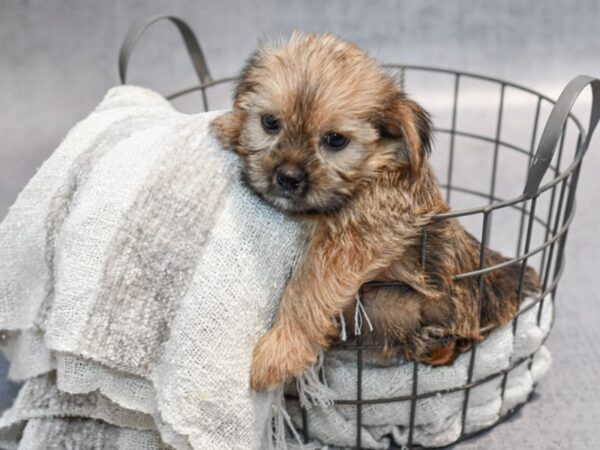 [#37024] Sable Male Yorkie-Shih Tzu Puppies for Sale