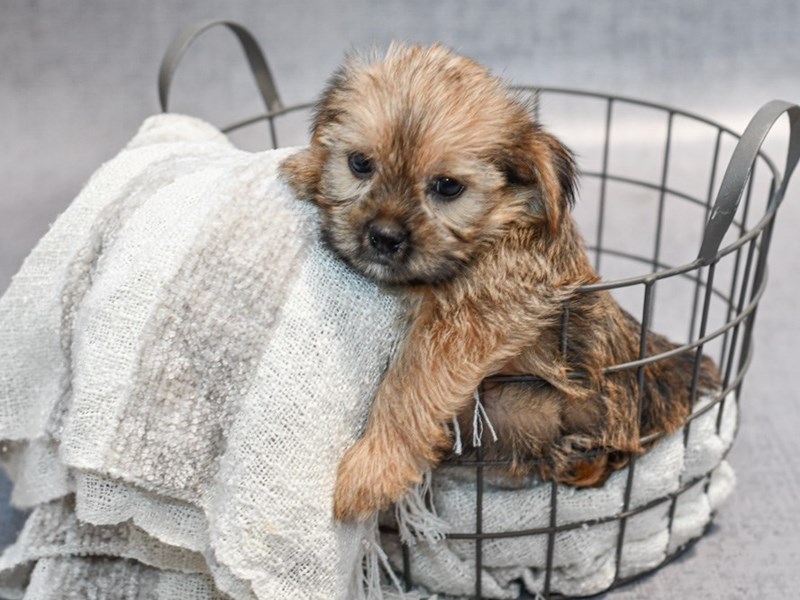 Yorkie-Shih Tzu - 37024 Image #1