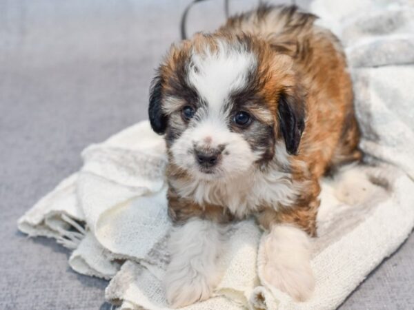 Aussiechon-Dog-Male-Brown / Tan-37026-Petland Novi, Michigan