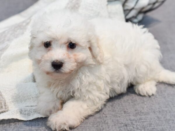 [#37028] White Male Bichon Frise Puppies for Sale