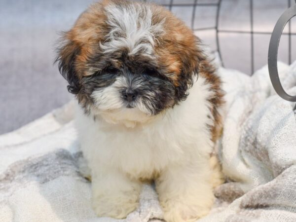 [#37030] Golden Female Teddy Bear Puppies for Sale