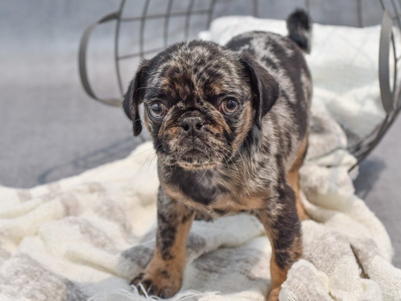 Pug - 37038 Image #1