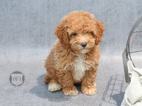 Shihpoo-Dog-Male-Apricot & White-37039-Petland Novi, Michigan