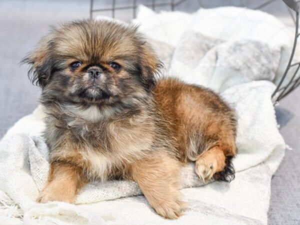 [#37040] Sable Female Pekingese Puppies for Sale