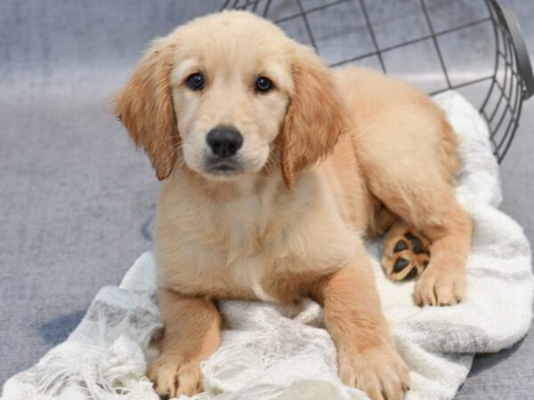 Golden Retriever-Dog-Female-Golden-37044-Petland Novi, Michigan