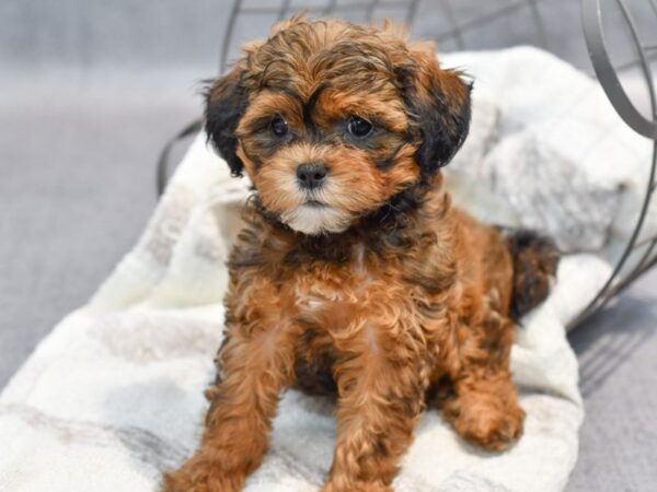 [#37046] Brown Female Shihpoo Puppies for Sale