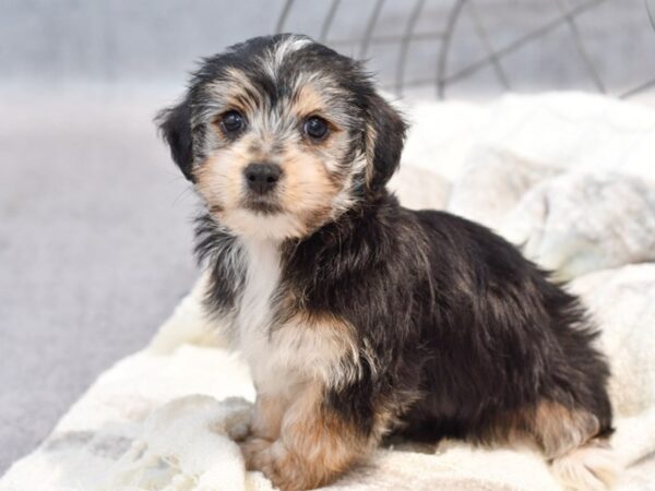 Yochon-Dog-Male-Black / Tan-37047-Petland Novi, Michigan