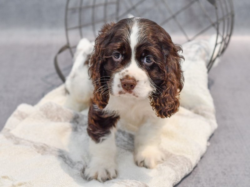 Cocker Spaniel - 37048 Image #1