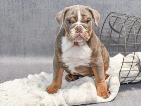 Victorian Bulldog Dog Male Lilac 37049 Petland Novi, Michigan