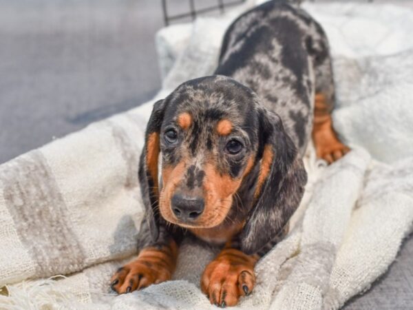 Dachshund-Dog-Male-Black / Tan Dapple-37050-Petland Novi, Michigan