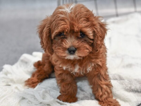 Cavapoo-Dog-Female-Ruby-37051-Petland Novi, Michigan