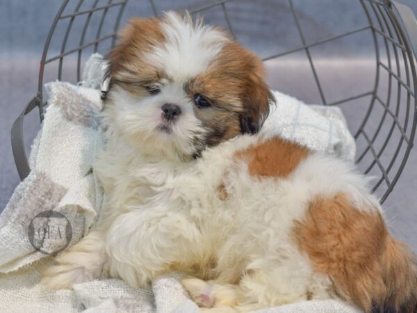 [#37052] Brindle & White Male Shih Tzu Puppies for Sale