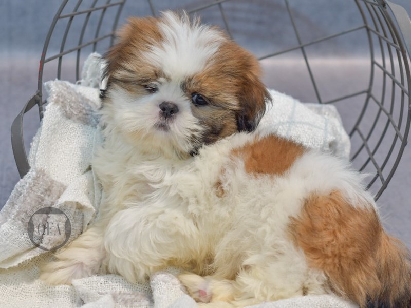 Shih Tzu - 37052 Image #1