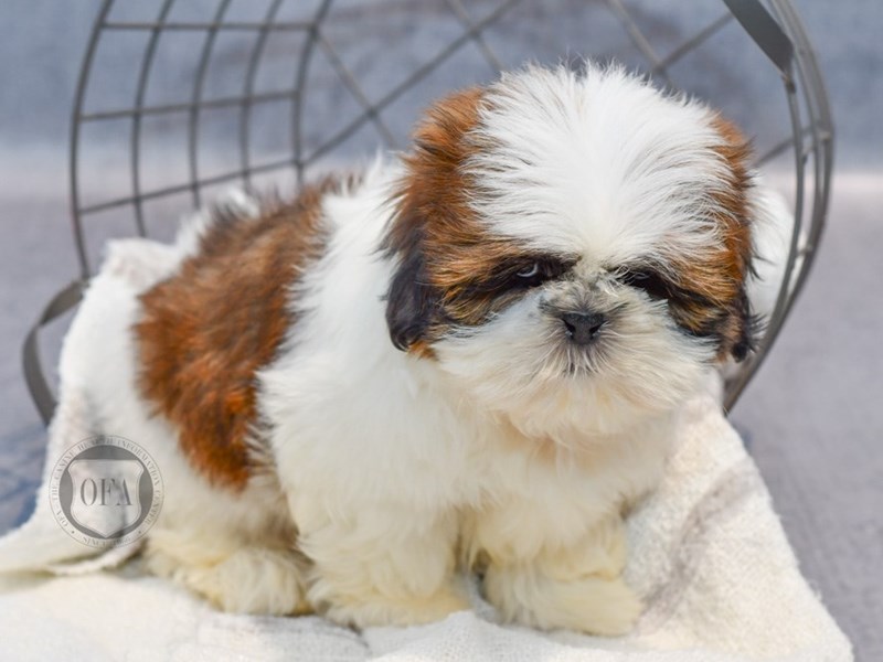 Shih Tzu - 37053 Image #1