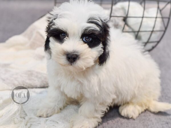 [#37054] Black & White Male Havapoo Puppies for Sale