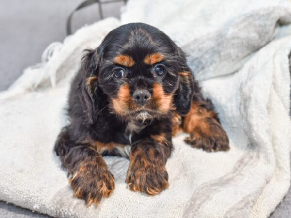 [#37057] Black / Tan Male Cocker Spaniel Puppies for Sale