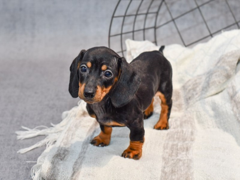 Dachshund - 37058 Image #1