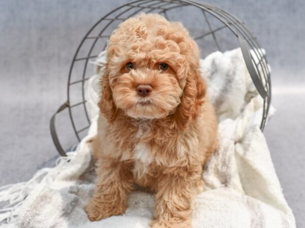 [#37059] Buff Male Cock A Poo Puppies for Sale