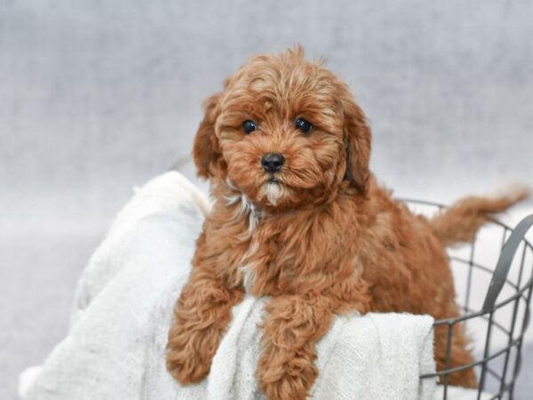 [#37060] Red Female Cavapoo Puppies for Sale