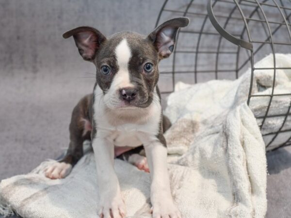 [#37062] Blue / White Male Boston Terrier Puppies for Sale