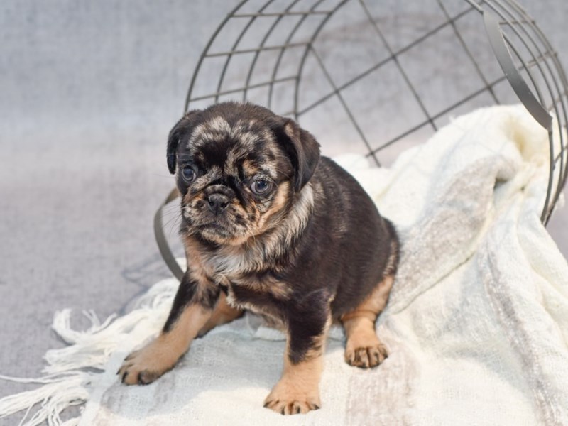 Pug - 37063 Image #1