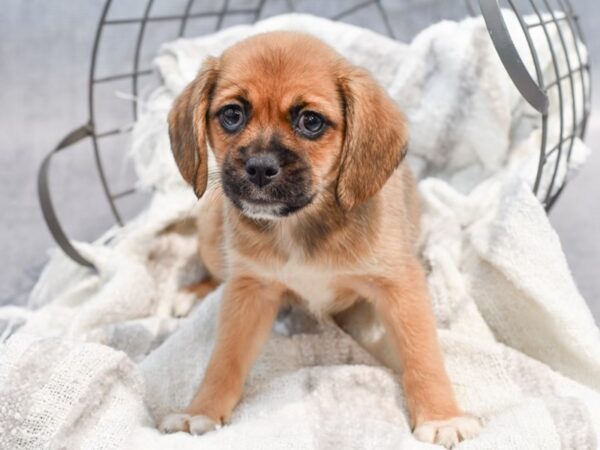 [#37071] Fawn Female Puggle Puppies for Sale