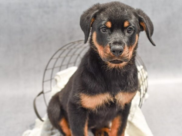 [#37072] Black / Rust Female Rottweiler Puppies for Sale