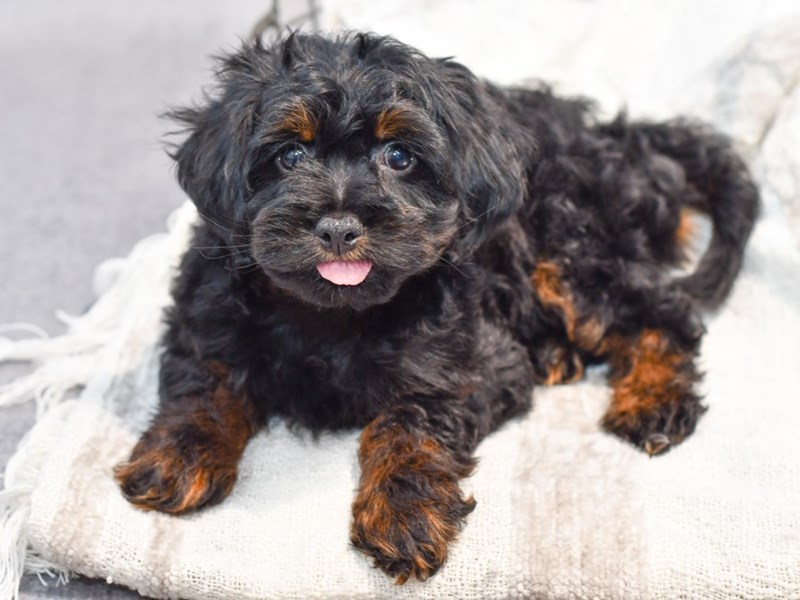 Pomapoo - 37081 Image #1