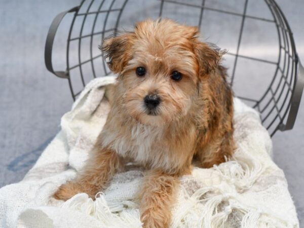 [#37075] Brown Male Yochon Puppies for Sale