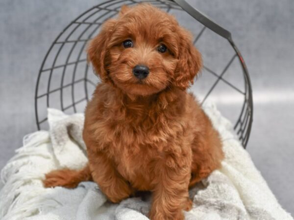 [#37076] Red Female Goldendoodle Mini 2nd Gen Puppies for Sale