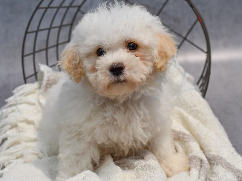 Bichon Frise - 37078 Image #1
