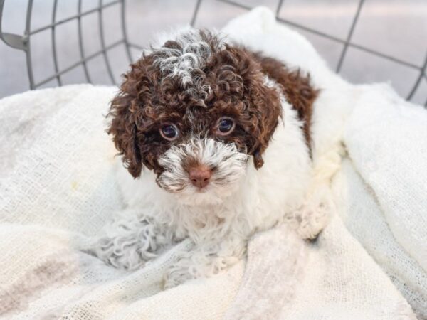 [#37087] Chocolate / White Female Poodle Toy Puppies for Sale