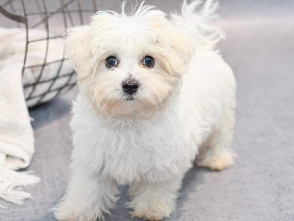 [#37088] White Male Maltese Puppies for Sale