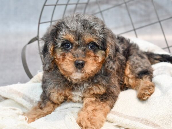 [#37089] Blue Merle Female Cavapoo Puppies for Sale