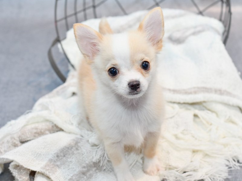 Chihuahua - 37093 Image #1