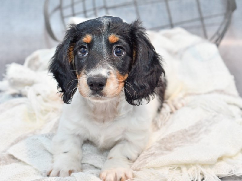 Dachshund - 37096 Image #1