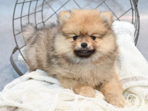 [#37097] Sable Male Pomeranian Puppies for Sale